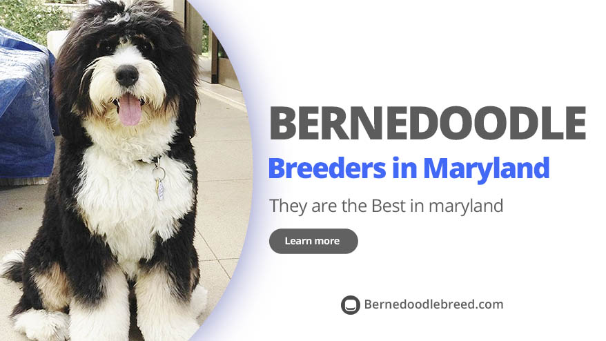 Best Bernedoodle Breeders in Maryland