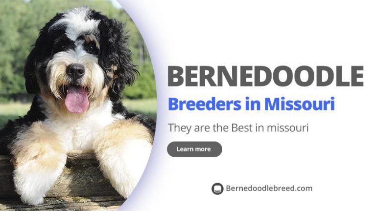 Best Bernedoodle Breeders in Missouri – Top 6 Picks! (2022)
