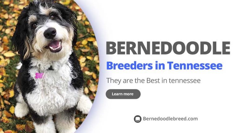 Best Bernedoodle Breeders in Tennessee – Top 5 Picks! (2022)
