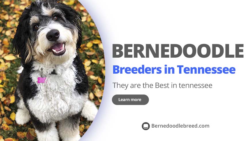 Best Bernedoodle Breeders in Tennessee