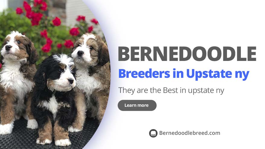 Best Bernedoodle breeders in upstate NY