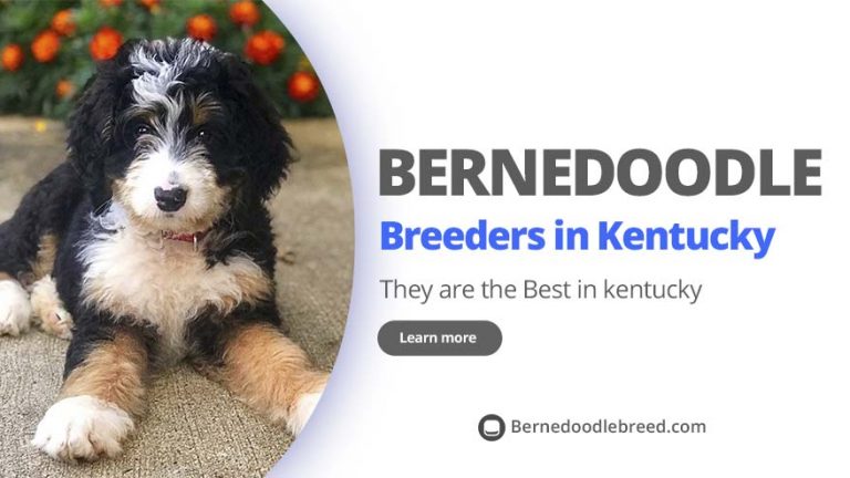 Best Bernedoodle Breeders in Kentucky – Top 6 ! (2022)