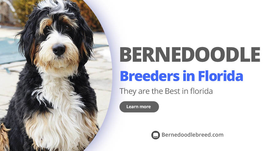 Best Bernedoodle Breeders in Florida