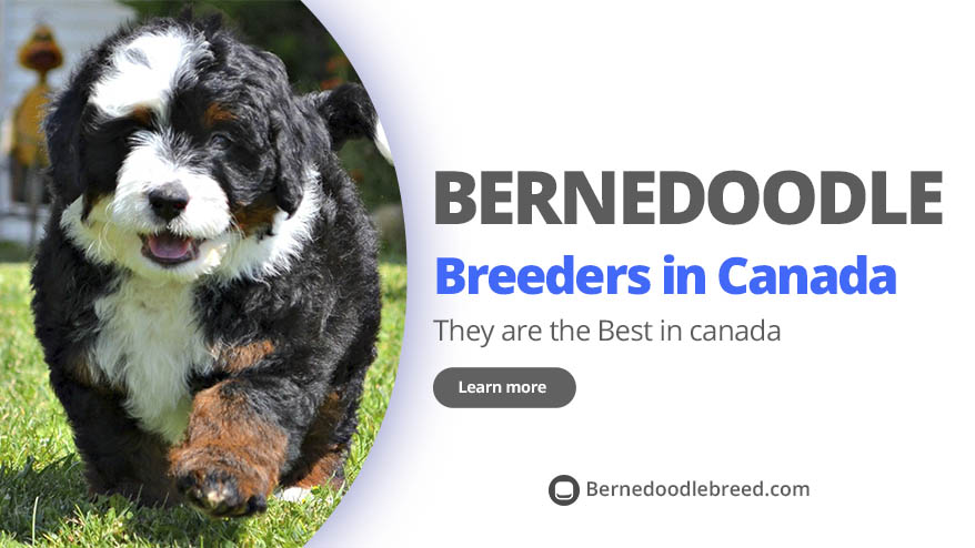 Best Bernedoodle Breeders in Canada