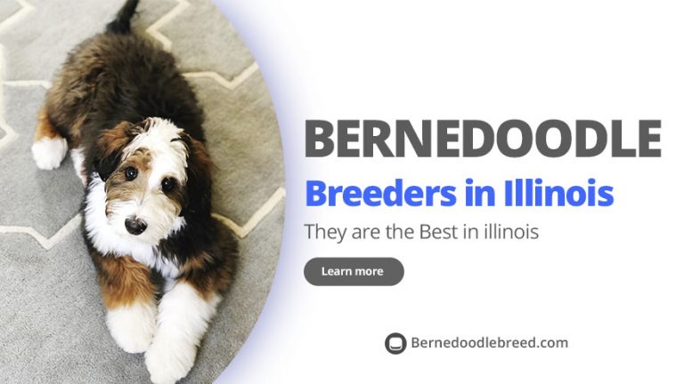 Best Bernedoodle Breeders in Illinois – Top 6 Picks! (2022)