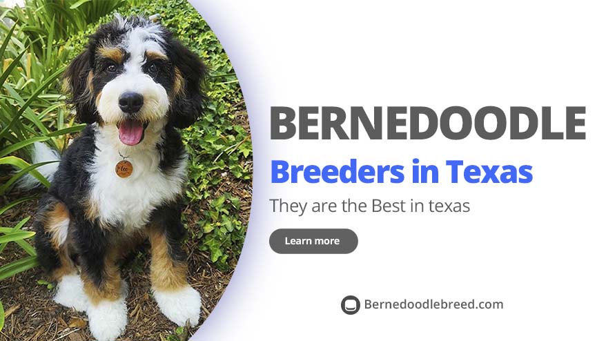 Best Bernedoodle Dog Breeders in Texas