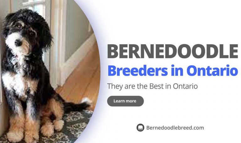 Best Bernedoodle Breeders in Ontario 2022