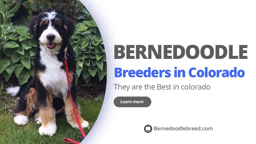Best Bernedoodle Breeders in Colorado