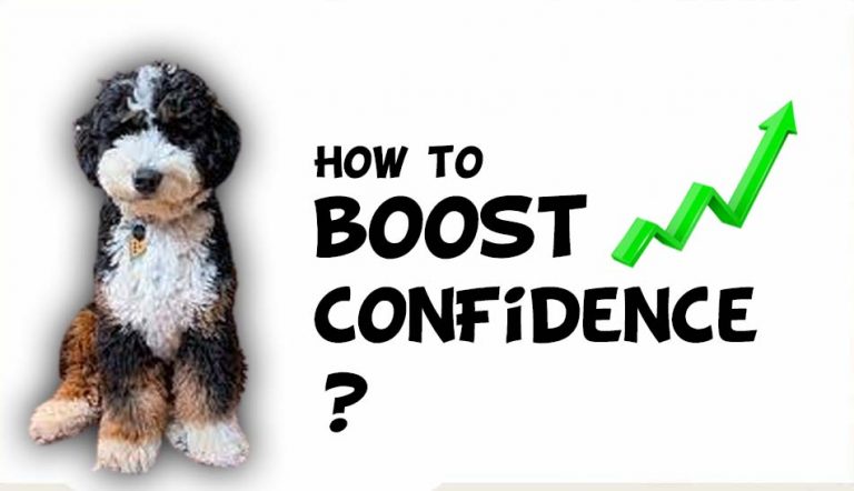 How to Improve your Bernedoodle Confidence?