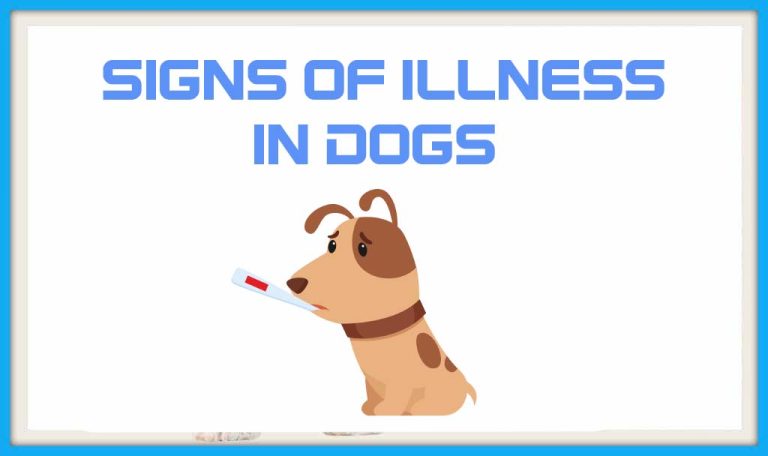 What are the 5 Most Common Illnesses in Dogs ? Symptoms and Preventions