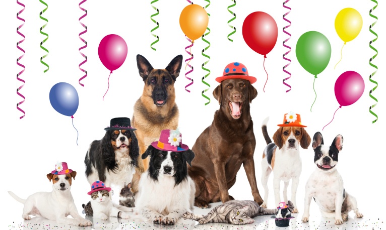 Ways to Celebrate National Dog Day